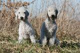 BEDLINGTON TERRIER 134